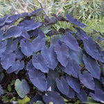 Combo 3 Black Colocasia Live Plants, Elephant Ear Esculenta Taro, 5 to 8" in Tall, Alocasia Live Plant for Planting, Live Houseplant Colocasia Plant