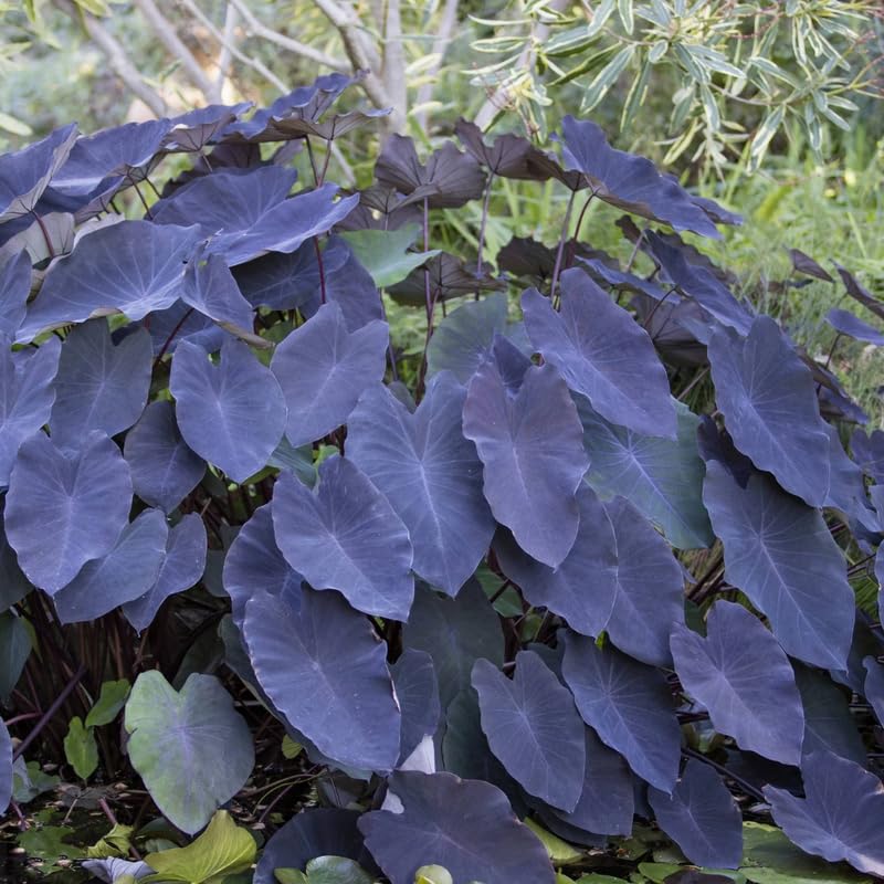 Black Colocasia Live Plant, 5 to 8" in Tall, Taro Elephant Ear Alocasia Esculenta Live Plant for Planting, Live Colocasia Houseplant