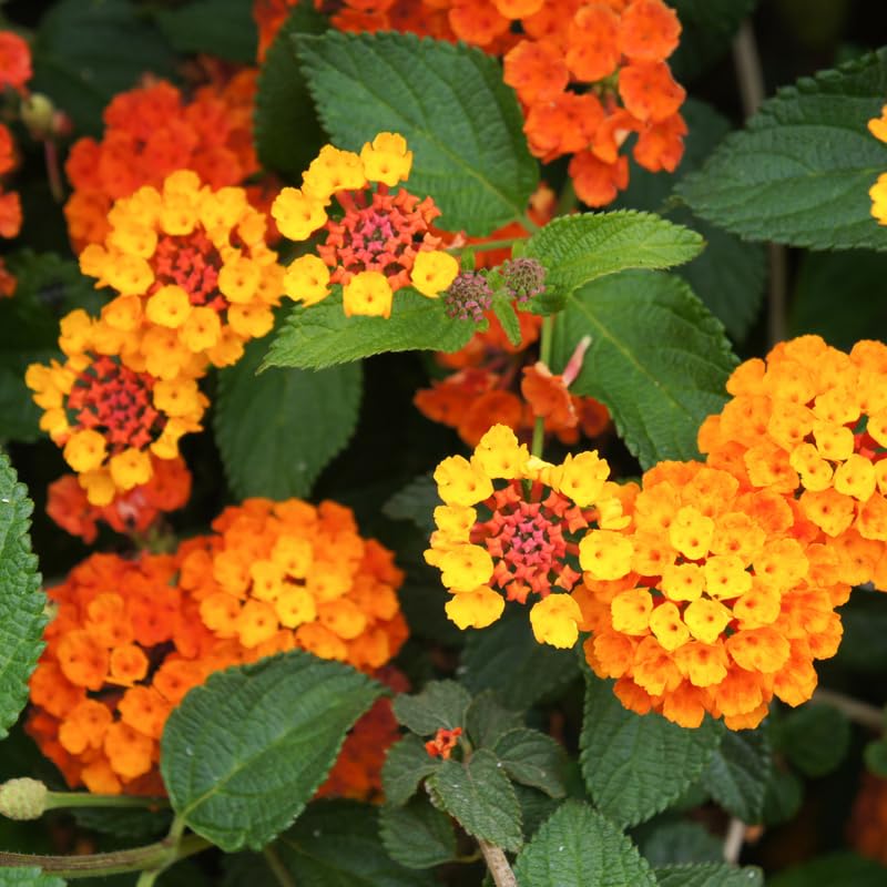 4 Lantana Plants Live for Planting, Fragrant Lantana Live Plant to Grow Indoor Outdoor, Lantana Flowers Perennial, 4-8" Tall (Orange Lantana)