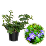 2 Vinca Plants Live, Creeping Periwinkle Plants Live, Vinca Minor Live Plant Indoor, Vinca Plant Pot, Ground Cover Plant Live, 4 to 6 Inches Tall in 4 Inches Pot