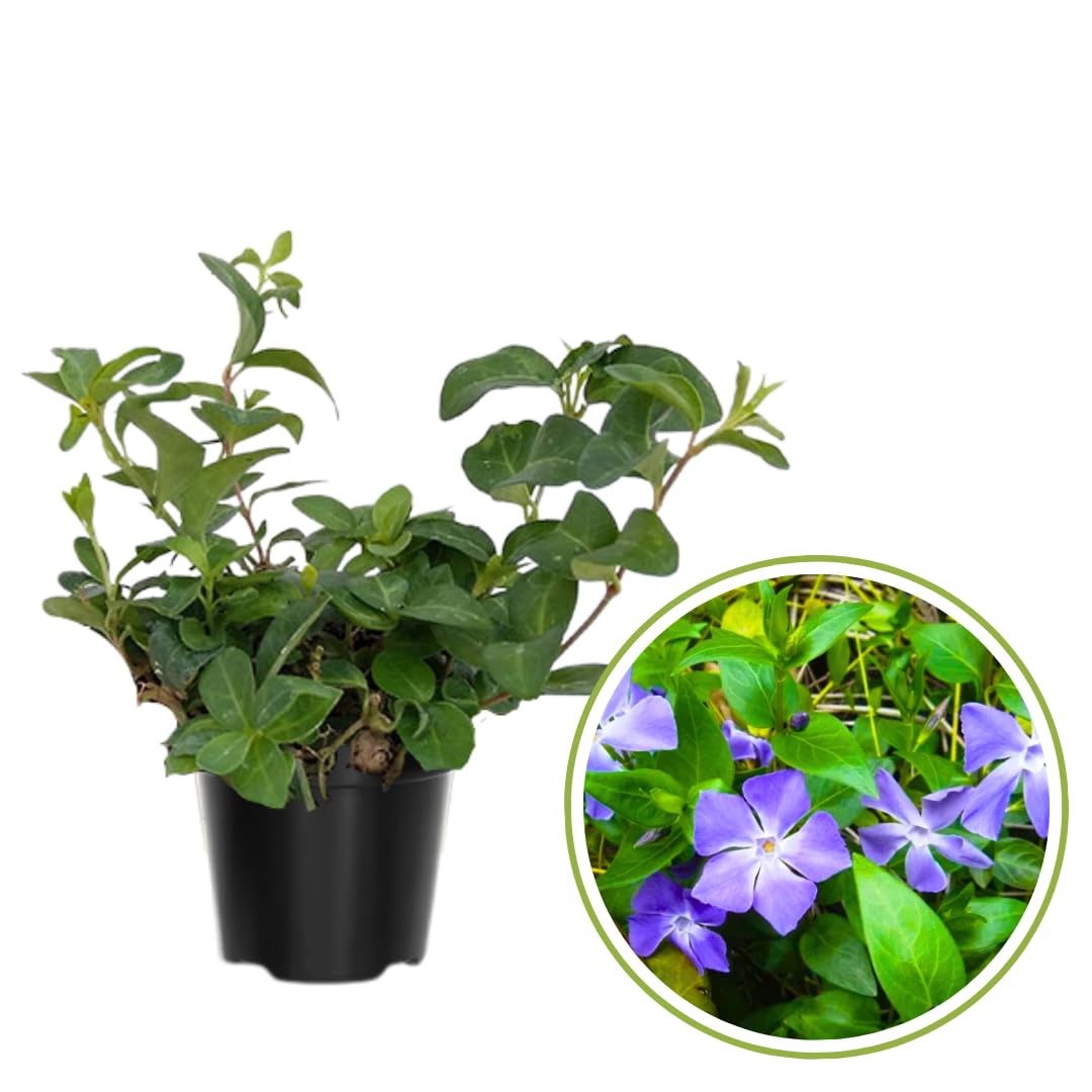 2 Vinca Plants Live, Creeping Periwinkle Plants Live, Vinca Minor Live Plant Indoor, Vinca Plant Pot, Ground Cover Plant Live, 4 to 6 Inches Tall in 4 Inches Pot