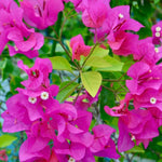 Combo 2 Bougainvillea Plants Live Trees, Outdoor Bougainvillea Plant for Trailing Flowering Vines or Bush Tree, 5-10” Tall, Well-Rooted Bougainvillea Bright Purple