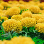Pack 2 Marigold Live Plants, Yellow Marigold Plants, 4 to 8 Inches in Height, Marigold Flowers Live Plants Well Rooted, Live Marigold Plants