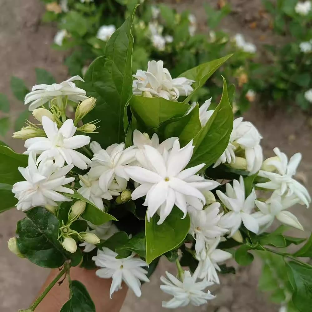 2 Jasmine Plant Live, Double White Jasmine Flower Plants Live Between 5 and 7Inc Long Outdoor Planting Indoor Fragrant Flowers, Easy to Plant