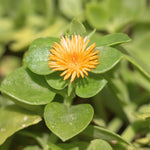 Yellow Ice Plant Live, Perennial Ice Plant Ground Cover for Planting 4 Inch Pot
