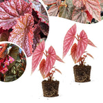 Pack 2 Begonia Live Plant, Tropical Begonia Houseplant, 5-9 Inch Tall, Pink Leaf with White Spots