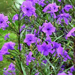 5 Purple Mexican Petunia Plants Live, 5-8" Tall Ruellia Simplex Hardy Petunia Seedlings for Outdoor Garden, Borders, Containers