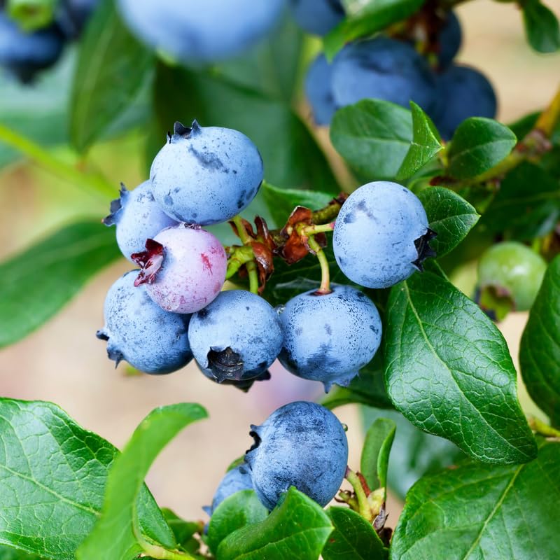 Blueberry Plant Live, Sweet Blueberry Tree Live Plant, Well Rooted 5-12" Tall, Blueberry Bush Live Plant (Misty Blueberry)