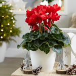 Cyclamen Plant Live in 4'' Pot, Vibrant Indoor Flowering Plants for Planting, Blooms Already, Indoor Outdoor Decoration (Red Cyclamen)