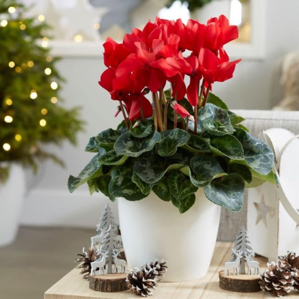 Cyclamen Plant Live in 4'' Pot, Vibrant Indoor Flowering Plants for Planting, Blooms Already, Indoor Outdoor Decoration (Red Cyclamen)