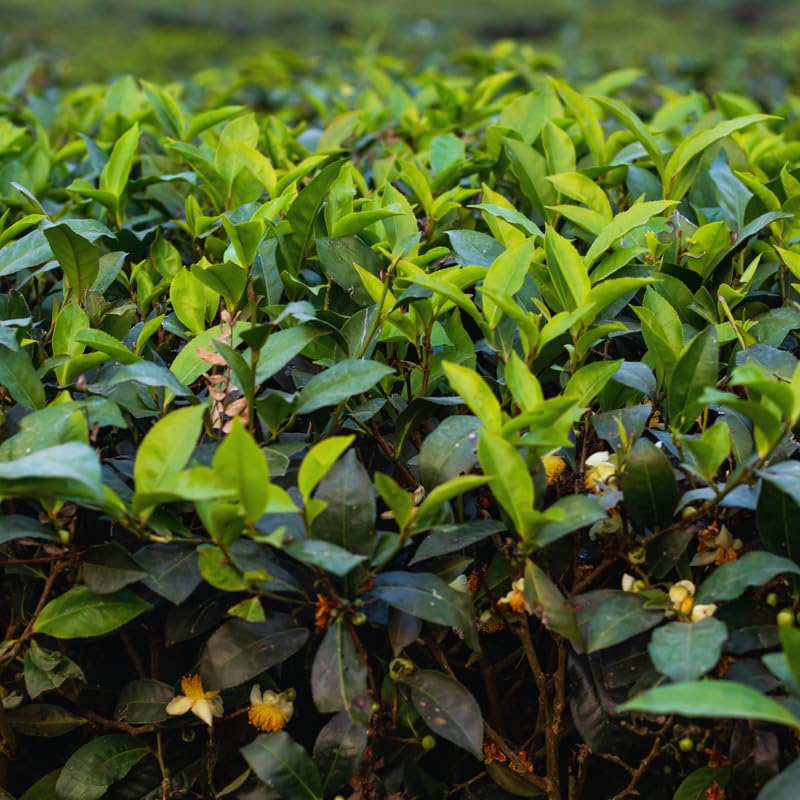 Camellia Sinensis Plant Tree, 3 to 5 Inches in Height, Camellia Sinensis Live Plant Tea Tree Plant for Gardening Indoor