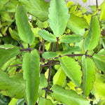 Kalanchoe Pinnata Plant Live, 4-8 Inc Tall, in 4 Inch Pot, Kalanchoe Plant Live Succulent Live Plant, Mother of Thousands to Grow