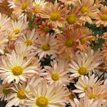 Pack 3 Apricot Chrysanthemum Plants, Mums Plants Live, 3 to 6 Inch Tall Garden Mum Live Plant, Vibrant Fall Blooms, Hardy Chrysanthemum Flowers, No Pot