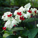 2 Bleeding Heart Live Plants, 5-9 Inches, Clerodendrum Bleeding Heart Vine, Bell Shaped Flowers Well Rooted (White Bleeding Heart)