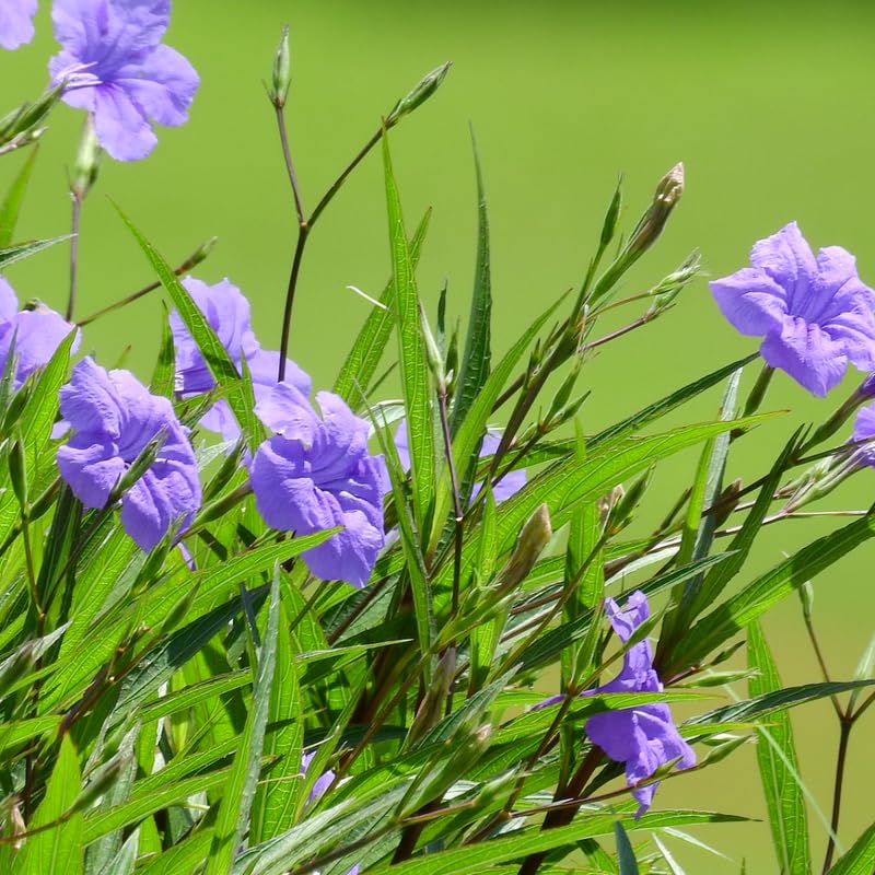 2 Purple Mexican Petunia Live Plants, Hardy Mexican Petunia Bush Cold Hardy, Starter Size 5-10 Inches in Tall, No Pot