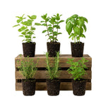 6 Herb Plants Live Starter Plugs, Basil, Rosemary, Oregano, Mint or Assorted Edible Herbs, Ready-to-Plant Garden Combo