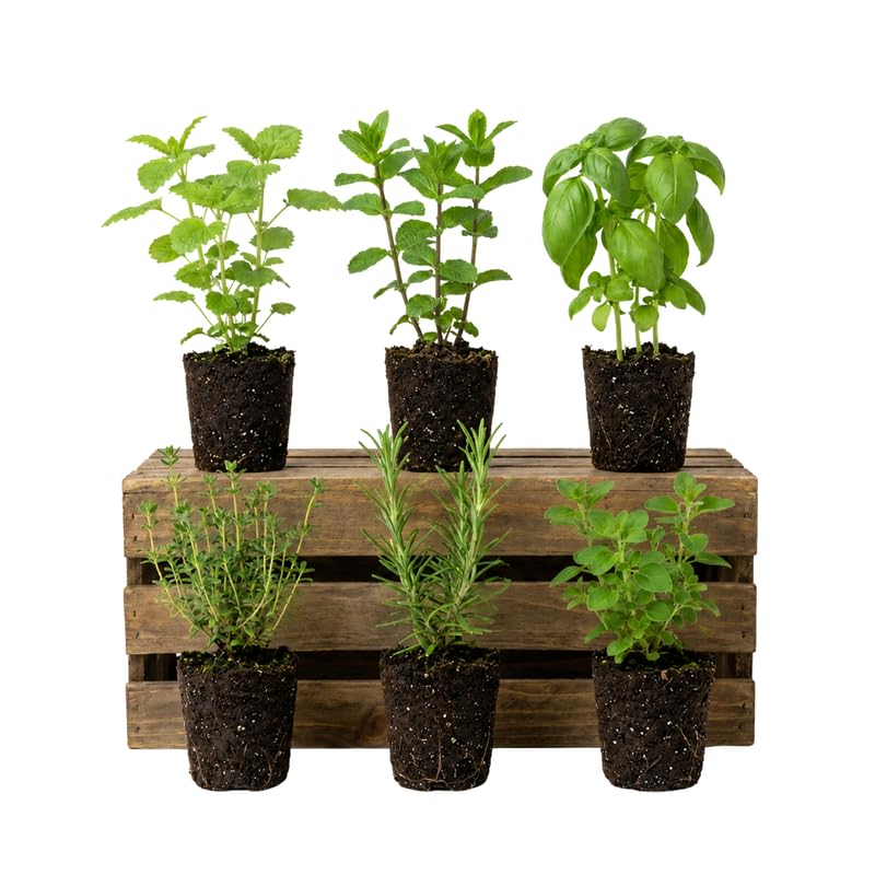 6 Herb Plants Live Starter Plugs, Basil, Rosemary, Oregano, Mint or Assorted Edible Herbs, Ready-to-Plant Garden Combo