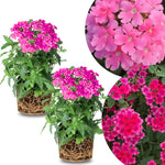 2 Pink Verbena Plants Live, Perennial Ground Cover or Trailing Bushes Shrubs, 5-9 Inches Tall, Verbena Flower for Planting