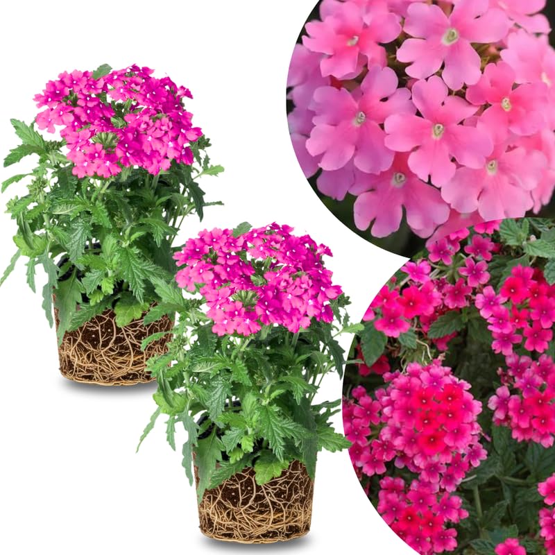 2 Pink Verbena Plants Live, Perennial Ground Cover or Trailing Bushes Shrubs, 5-9 Inches Tall, Verbena Flower for Planting