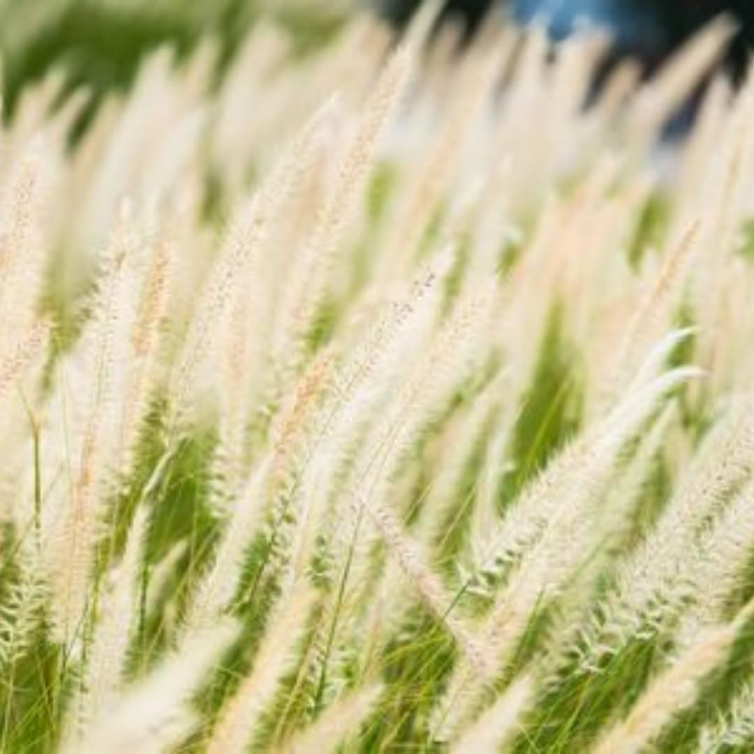 2 Grass Ornamental Grasses Seedlings, Live Grass Perennial Hardy Ornamental Plants, Outdoor Planting, 5-9" Tall (White Fountain)