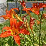 Set 10 Orange Daylily Bulbs for Planting, Hardy Perennial Lily Roots for Colorful Summer Blooms