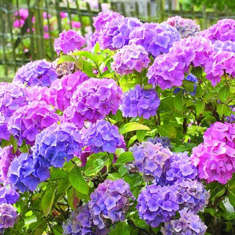 Hydrangea Plant Live, Reblooming Hydrangea Flowers Well-Rooted, Hardy Bush Shrub, 5-9" Tall, Vibrant Shades (Blue Pink)