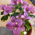2 Light Purple Bougainvillea Plants Live, Flowering Bougainvillea Vine for Outdoor Garden or Trellis, 5-9 Inch Tall, Very Hardy