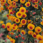 Pack 3 Yellow Orange Chrysanthemum Plants, Mums Plants Live, 3 to 6 Inch Tall Garden Mum Live Plant, Vibrant Fall Blooms, Hardy Chrysanthemum Flowers, No Pot