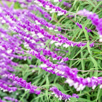 4 Fragrant Sage Salvia Live Plants, Planting in Spring Sage Plants Live, 5 to 10 Inches in Tall, Change Color (Mexican)