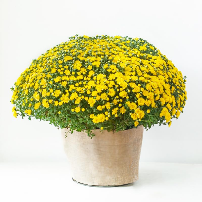 Yellow Chrysanthemum Plants Live Starter, Mums Plants Live for Spring Blooms, Outside Growing, Hardy and Fast-Growing, Size 4-8" in Tall