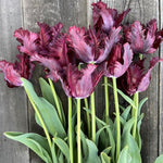 10 Tulip Bulbs for Spring Planting, Black Parrot Tulip Bulbs for Fall Planting, Flower Bulbs Growing