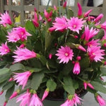 Light Pink Easter Cactus Plants Live, Size 4 Inch Pot Easter Cactus Plants Live Indoor Garden, Live Easter Cactus Flower Plant, Spring Cactus Live Houseplant, Easter Cactus