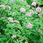 3 Citronella Plants Live 4-6 Inches, Fragrant Citronella Geranium Plants Well Rooted, Perennial Garden Plant