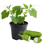 2 Long Luffa Plants Live, Luffa Gourd Plants Pot 4'', Vegetable Climbing Vine for Home Garden Backyard Trellis