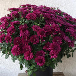 Purple Chrysanthemum Plant, Set 2 Purple Mums Plants Live, Hardy Perennial Mum Live Plant, 3 to 6 Inch Tall Garden Mum Starter Plants for Garden Beds, Containers, Vibrant Fall Blooms, No Pot