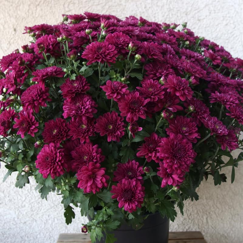 Purple Chrysanthemum Plant, Set 2 Purple Mums Plants Live, Hardy Perennial Mum Live Plant, 3 to 6 Inch Tall Garden Mum Starter Plants for Garden Beds, Containers, Vibrant Fall Blooms, No Pot