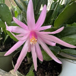 Light Pink Easter Cactus Plants Live, Starter Holiday Cactus Plant for Indoor Outdoor Houseplants, False Christmas Thanksgiving Cactus Like, Cold Hardy, 5-9" in Tall, No Pot