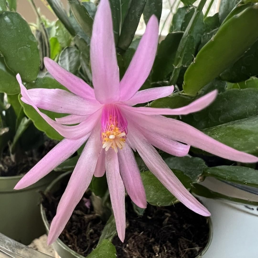 Light Pink Easter Cactus Plants Live, Starter Holiday Cactus Plant for Indoor Outdoor Houseplants, False Christmas Thanksgiving Cactus Like, Cold Hardy, 5-9" in Tall, No Pot