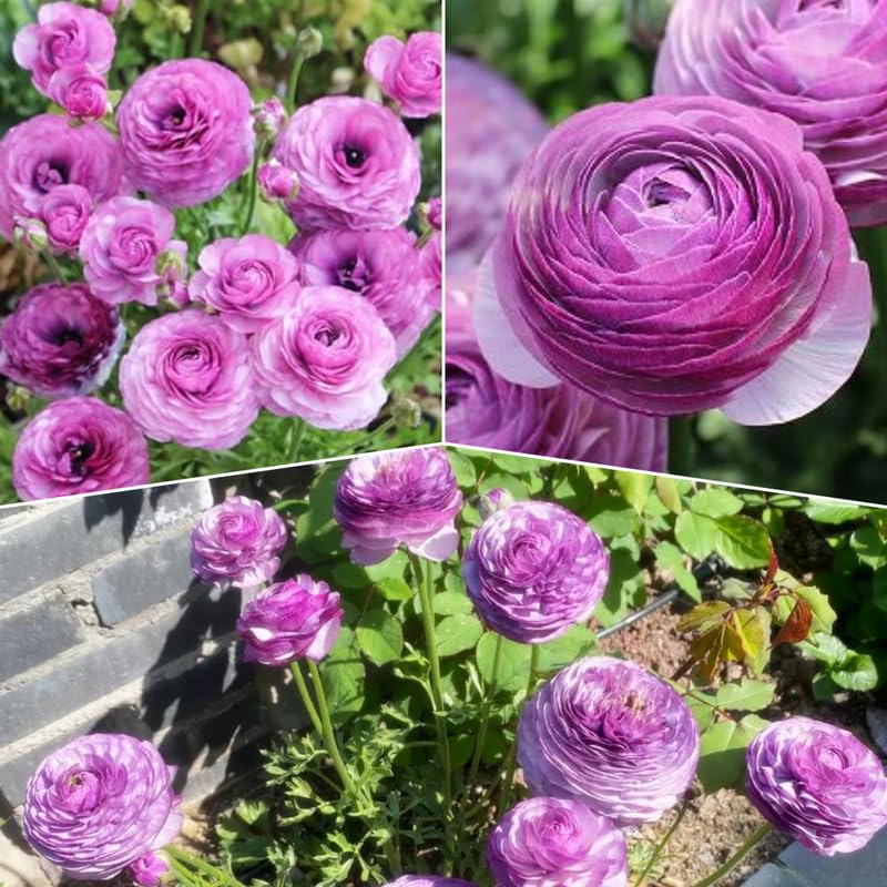 Pack of 30 Mix Flowers Bulbs for Spring Planting, Ranunculus Bulbs for Planting, Spring Blooms Vibrant Perennial Bulbs for Garden Borders (Purple Ranunculus)