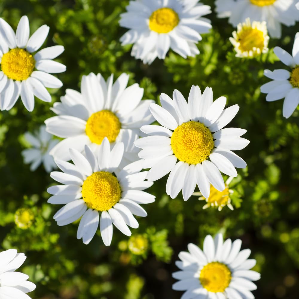 Set 2 White Daisy Plants Live, Perennial Daisy Flowers for Container and Garden Growing 4-8 Inches