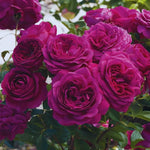 Purple Climbing Rose Live Plant, 6 Months Old Starter, Fragrant Purple Climbing Roses for Planting Outdoor, No Pot