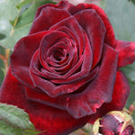 Black Red Velvet Climbing Rose Live Plant, 6 Months Old Starter, Fragrant Purple Climbing Roses for Planting Outdoor, No Pot