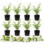 2 Mix Jasmine Live Plants, Fragrant Flowering Shrubs, 4-6" Tall