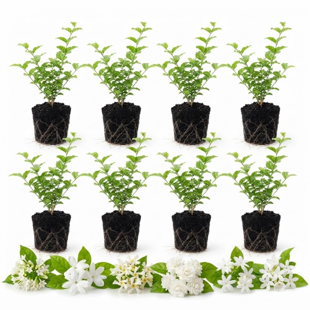 2 Mix Jasmine Live Plants, Fragrant Flowering Shrubs, 4-6" Tall