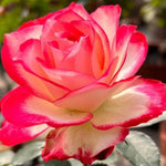 Rose Plant Live, Hybrid Tea Rose Bush Live Plant, 5-9 Inch Tall, Fragrant Flowers Shrub Ready to Plant Outdoor, No Pot, Well-Rooted (Cherry Rose)
