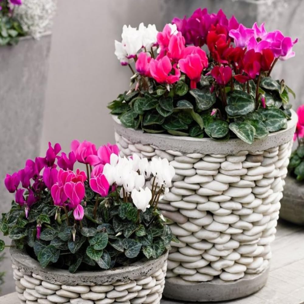 Cyclamen Plant Live in 4'' Pot, Vibrant Indoor Flowering Plants for Planting, Blooms Already, Indoor Outdoor Decoration (Assorted Cyclamen)