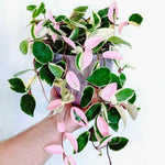 Set 2 Hoya Live Plants, Combo Hoya Tricolor Carnosa and Hoya Kerri Heart Plant, 4 to 8 Inches, Hoya Flower Plant, Variegated Hoya