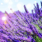 4 Lavender Plants Live Flower Indoor Outdoor, Lavandula Perennial Plants, Well Rooted 4-8" Tall, No Pot (Purple Lavender)