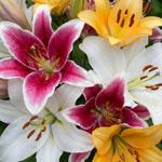 Pack of 4 Mix Lily Bulbs for Planting, Bright Sunny Blooms, Summer Flowering Perennial Garden Flowers, Lily Bulbs for Containers and Outdoor Garden