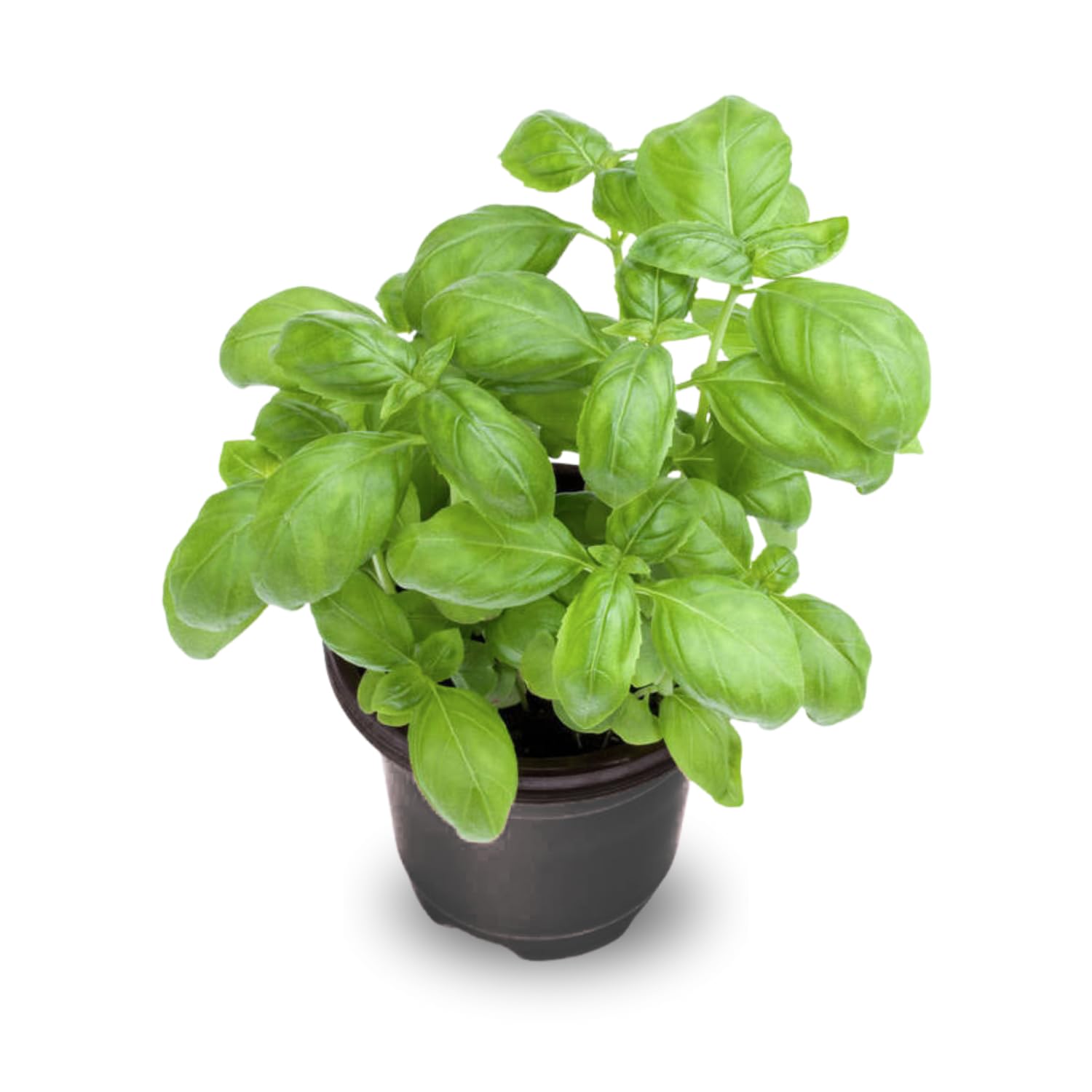 Set of 2 Basil Plants Live in 4 Inc Potted, Live Sweet Basil Plants, Basil Plant Pot, 4 and 6 Inc Long Plant